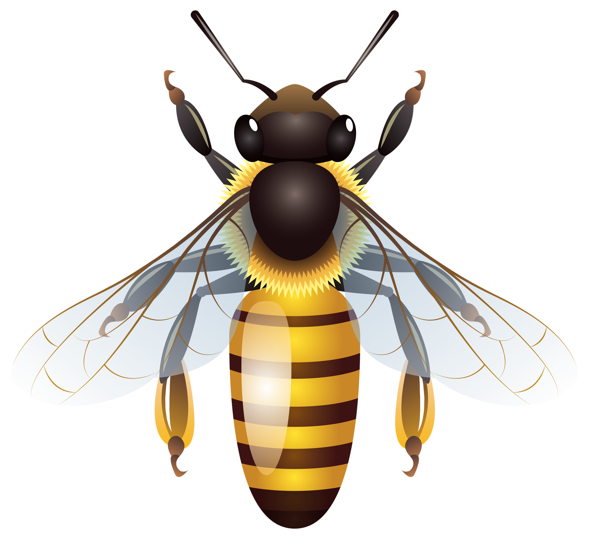 Albums 95+ Pictures Cartoon Picture Of Honey Bee Completed