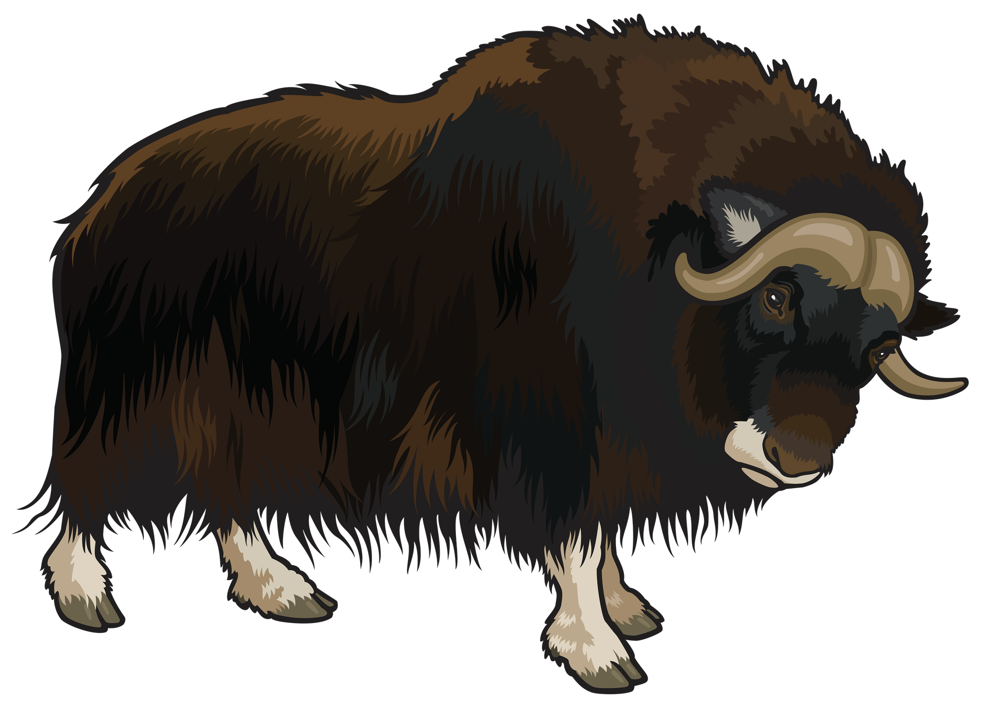 Buffalo PNG Images Transparent Background