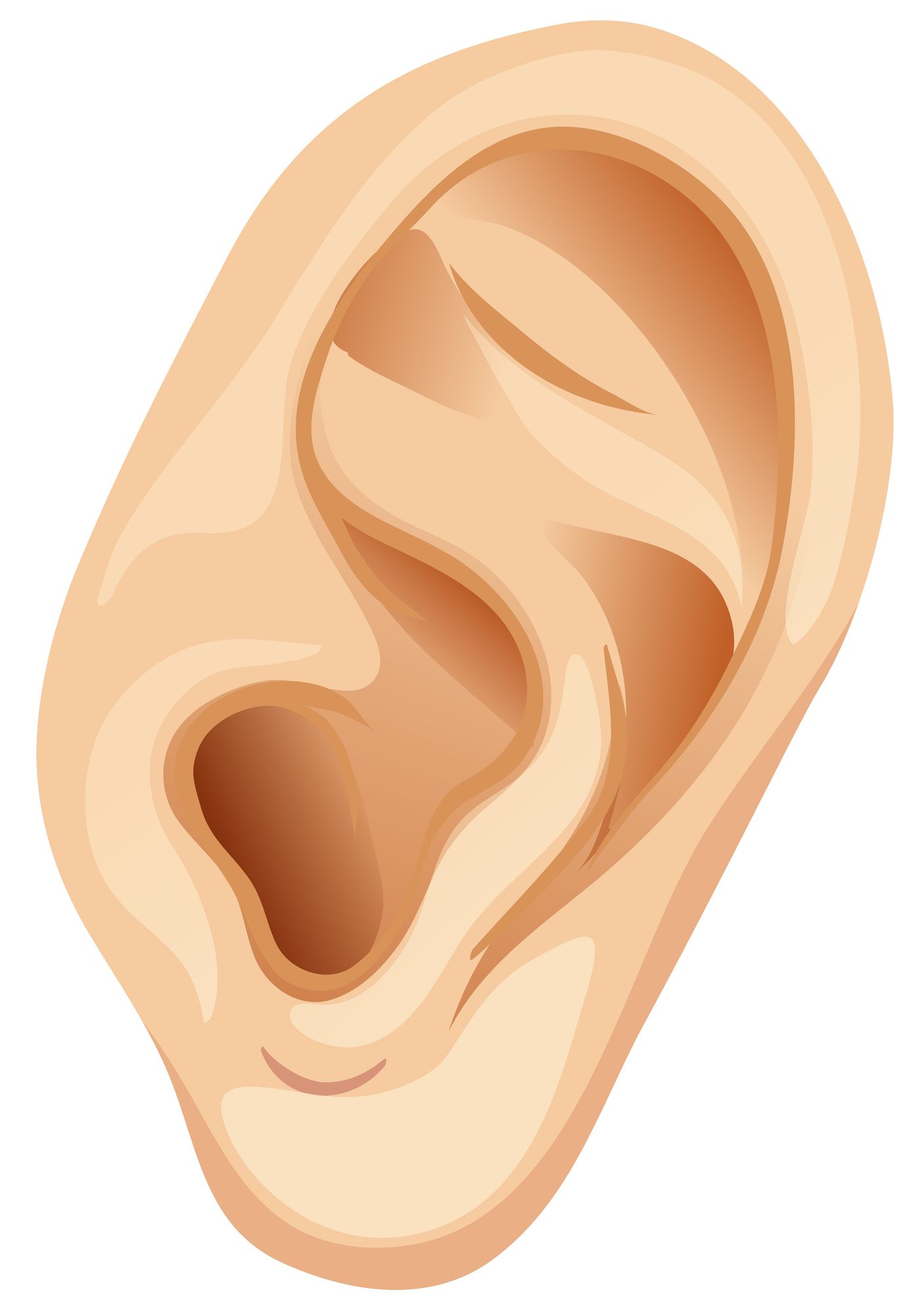 Clip Art Of The Ear at Elizabeth Gunther blog