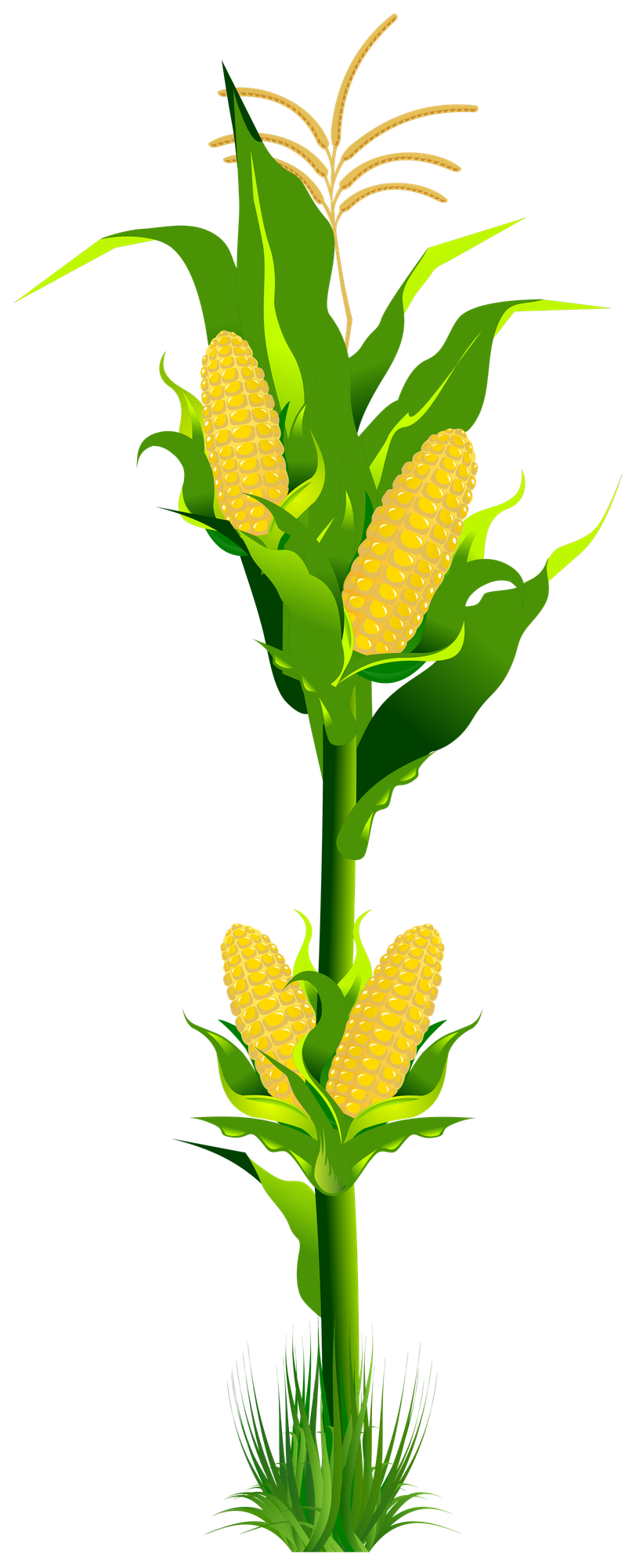 Free Corn Plant Cliparts, Download Free Corn Plant Cliparts png images ...
