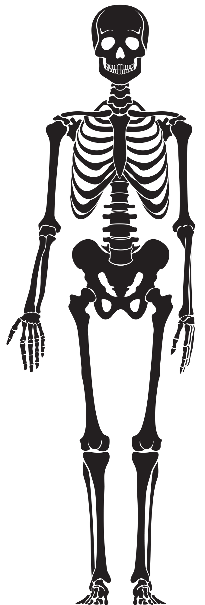Free Skeletons, Download Free Skeletons png images, Free ClipArts on ...