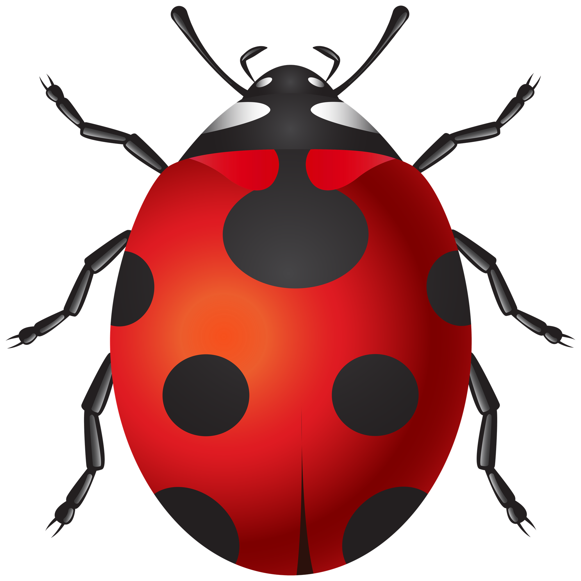 Insect Clip art - Educational Resources | Picstank
