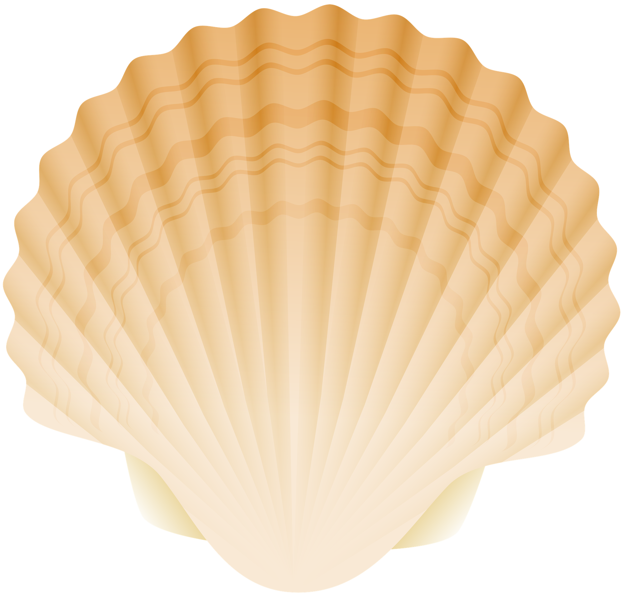 Seashells clipart shell scallop, Seashells shell scallop Transparent ...