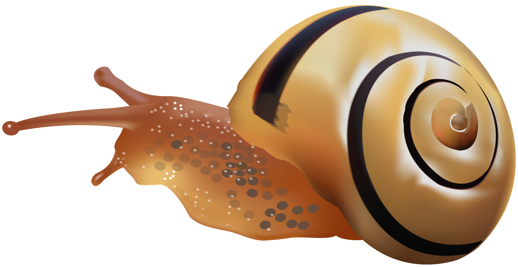 Snail Cartoon Transparent at Maria Kring blog