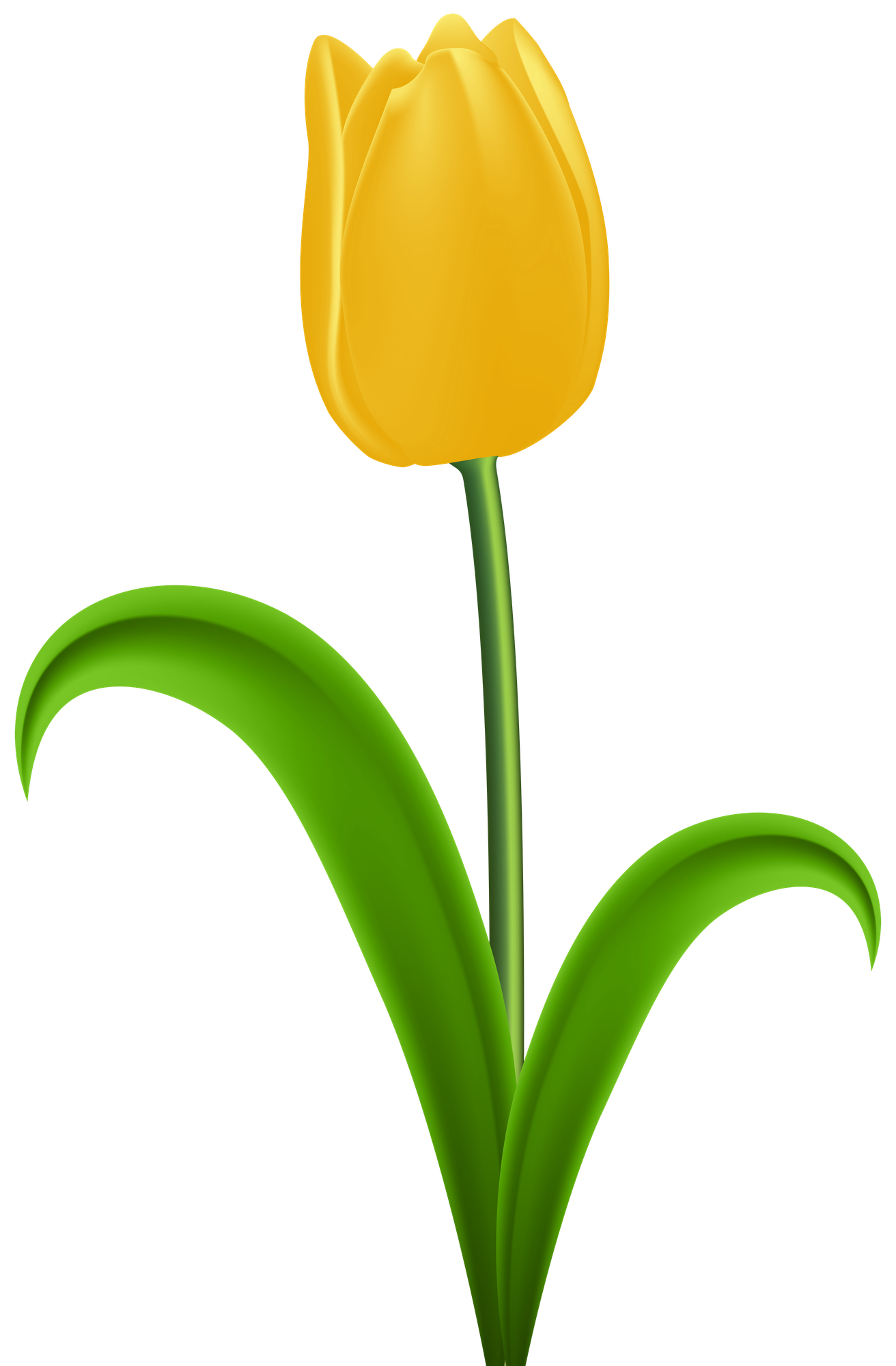 Tulip Clipart Simple at Imogen Andrade blog
