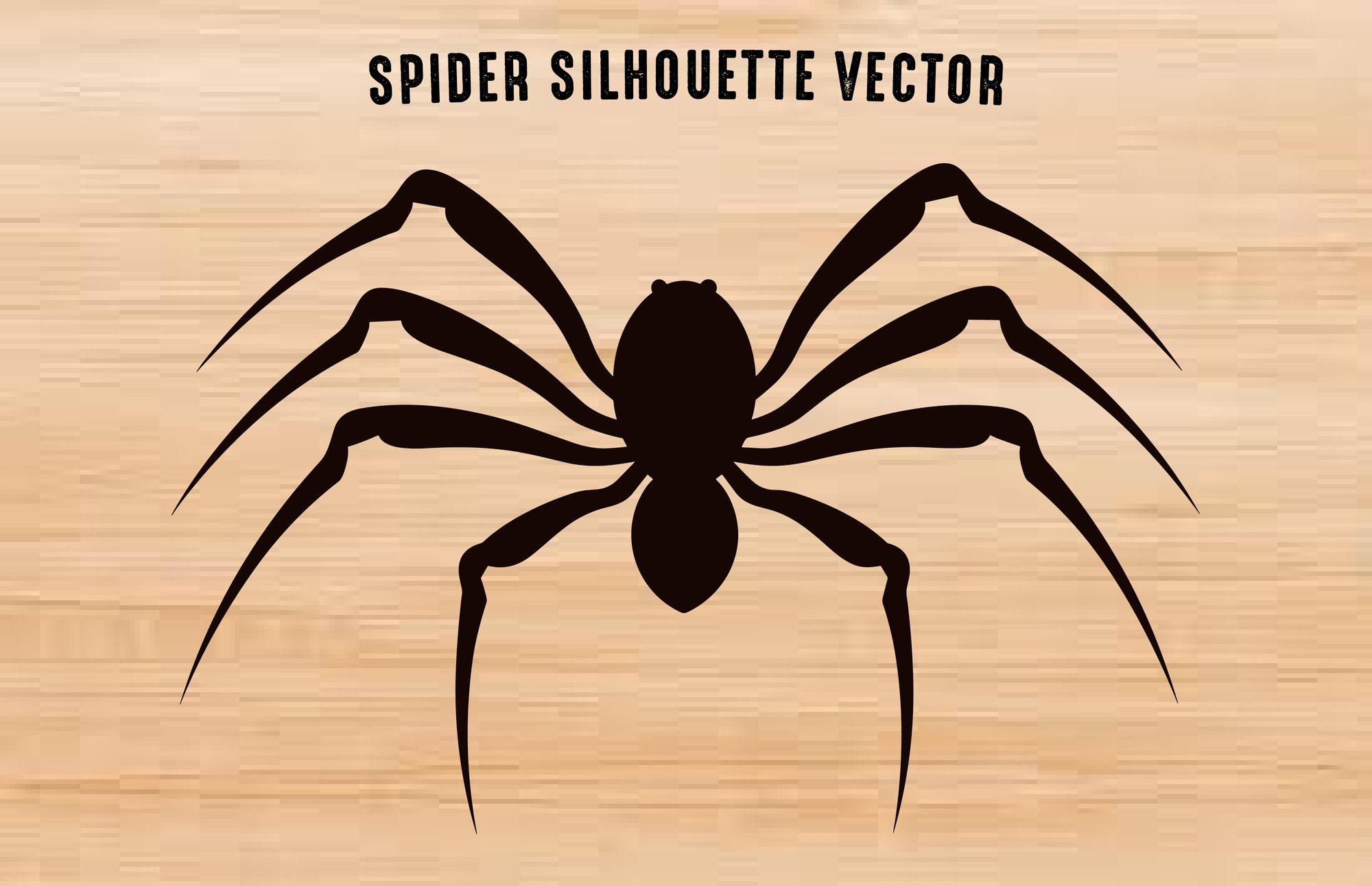A detailed spider, vector PNG clip.