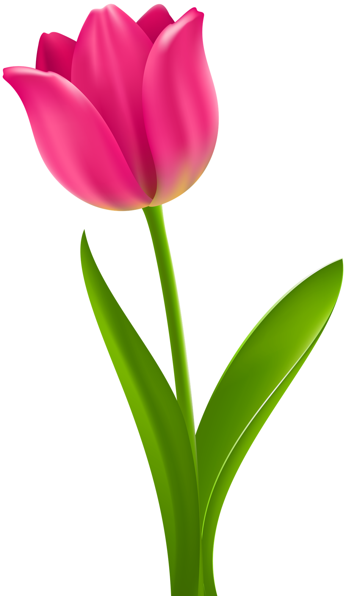 Free Free Tulip Cliparts, Download Free Free Tulip Cliparts png images ...