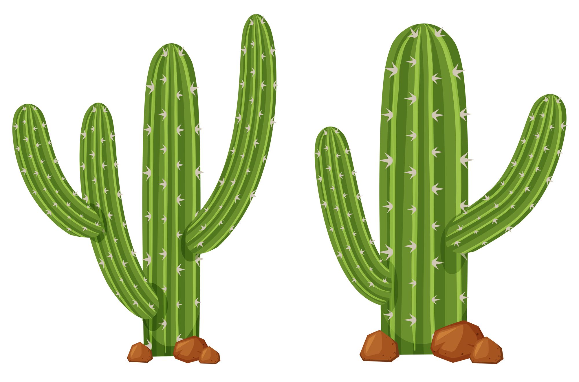 Two cacti, a natural, detailed vector illustration.
